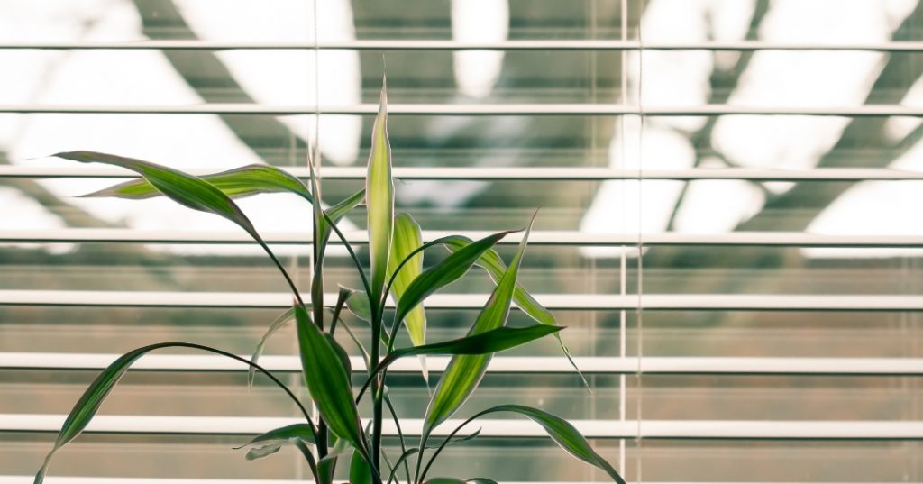 Venetian blinds and a green plant